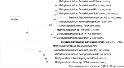 Metagenome Assembled Genome of a Novel Verrucomicrobial Methanotroph From Pantelleria Island